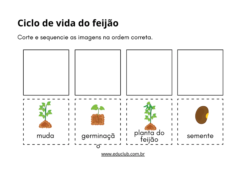 Atividade do ciclo de vida do feijão para Educação Infantil | Educlub
